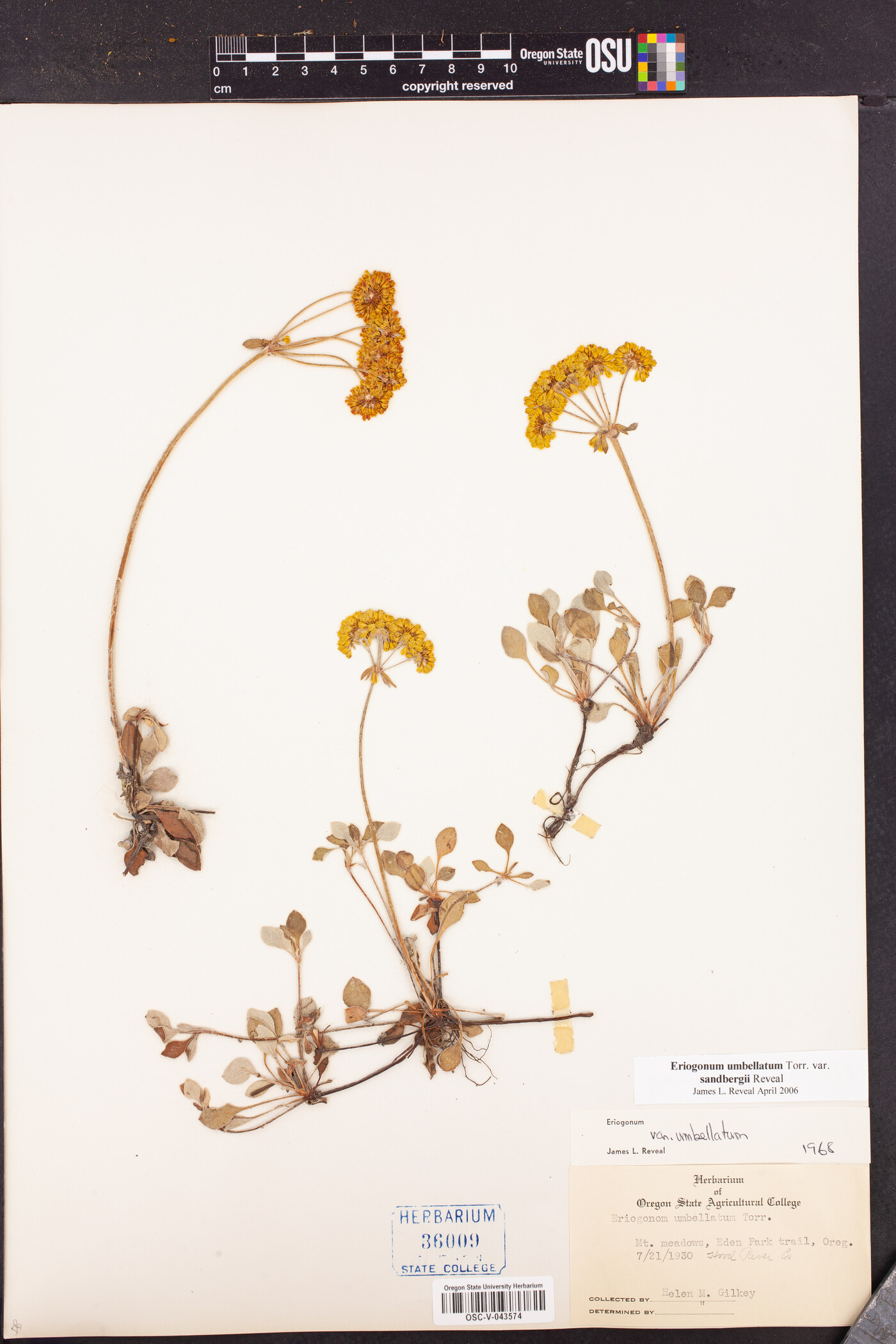 Eriogonum umbellatum var. sandbergii image