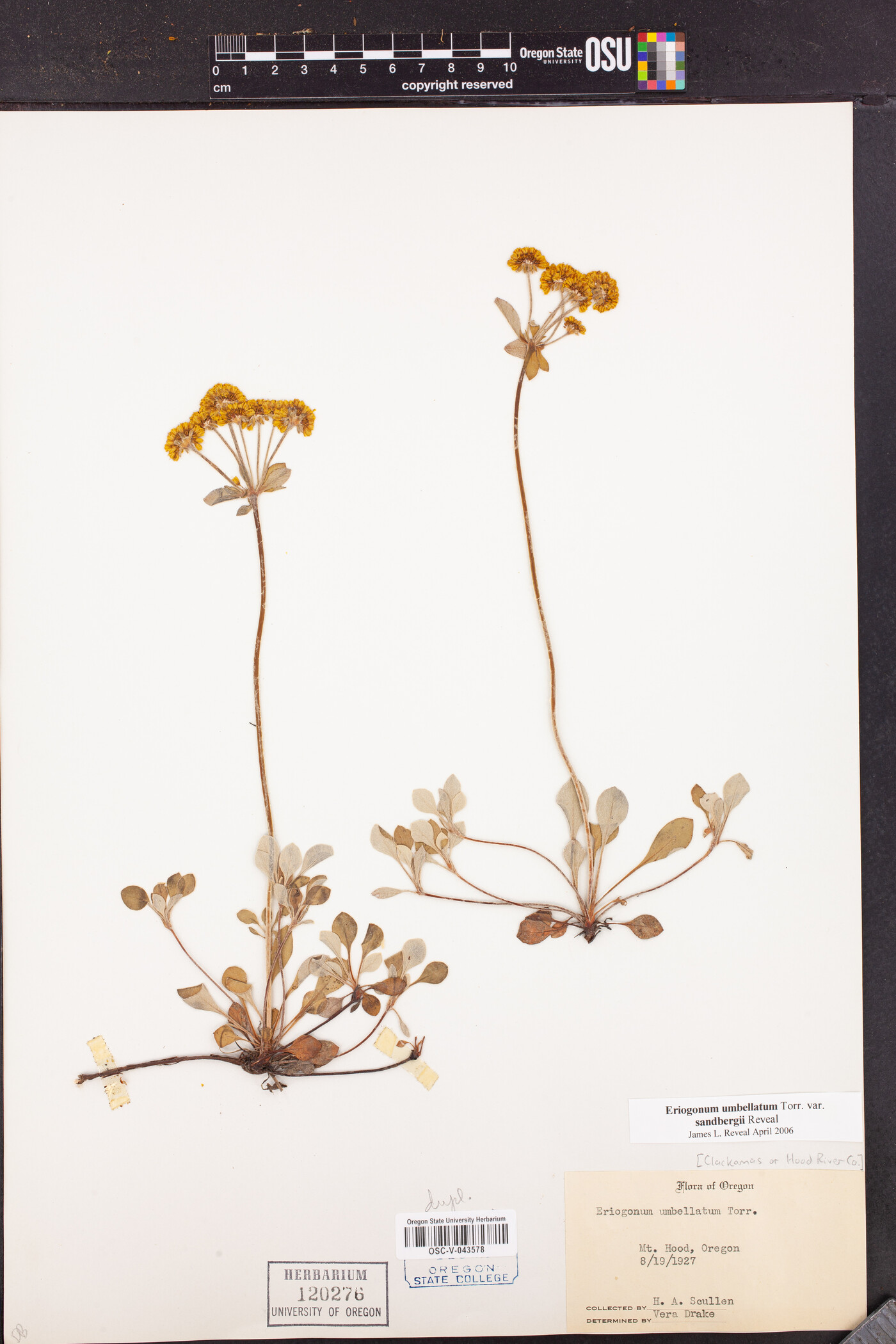 Eriogonum umbellatum var. sandbergii image