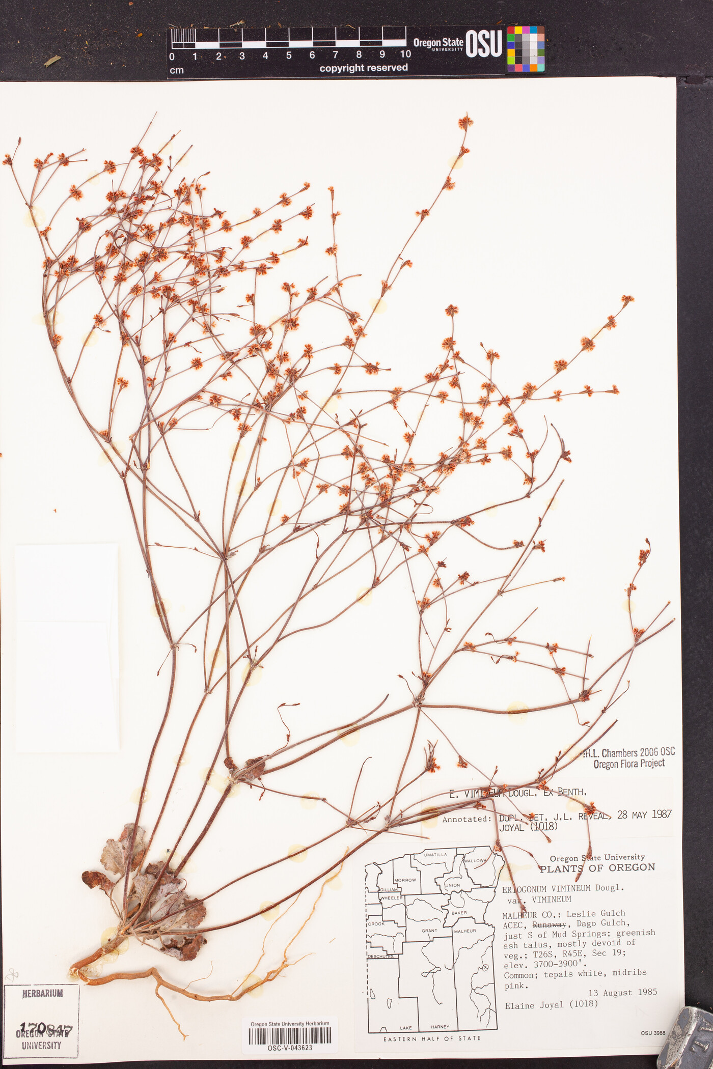 Eriogonum vimineum image