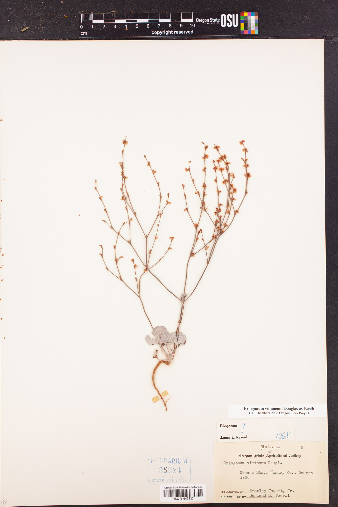 Eriogonum vimineum image