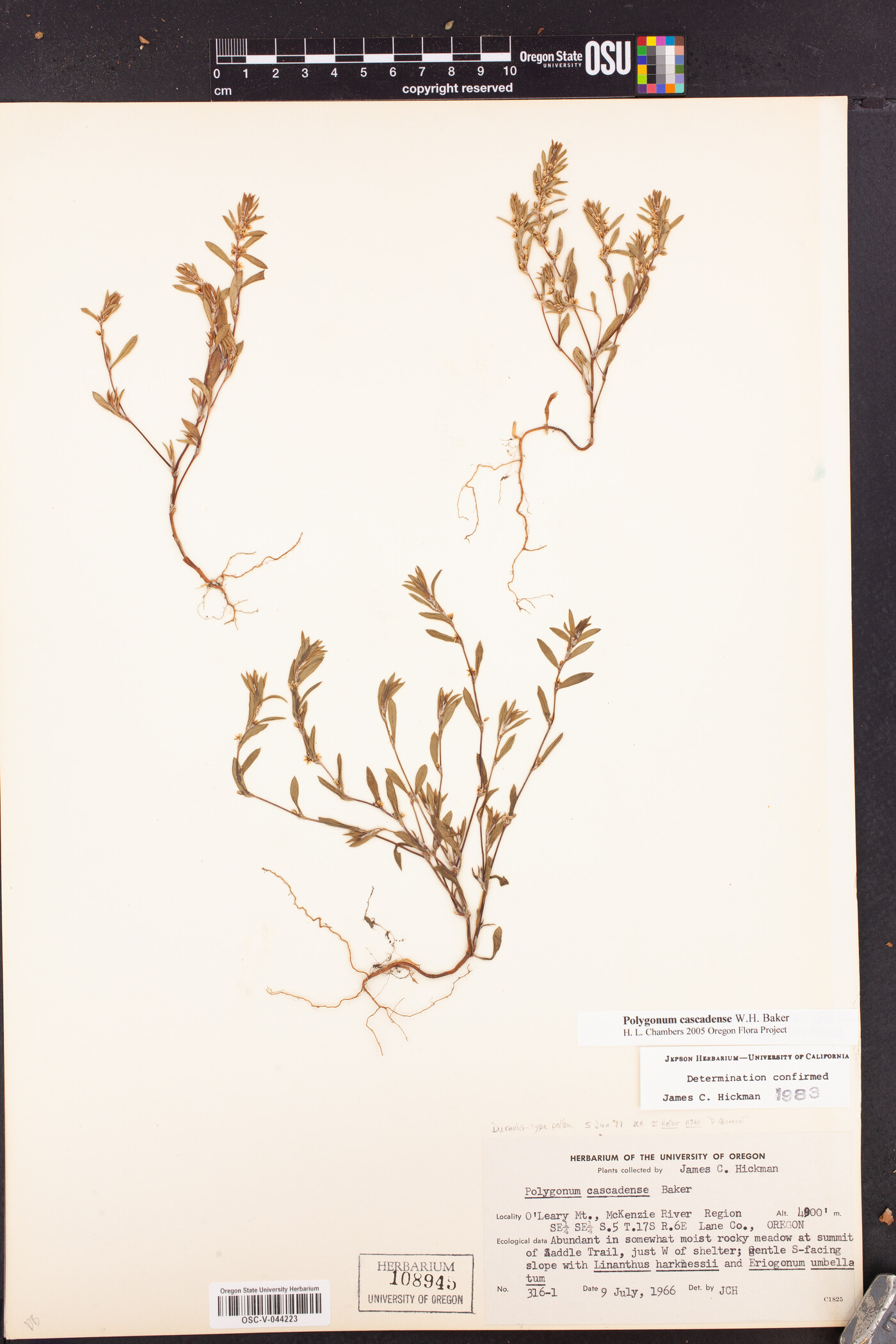 Polygonum cascadense image