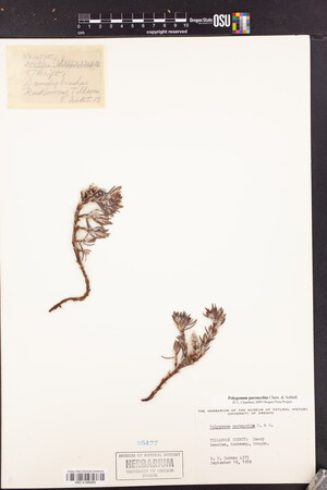 Polygonum paronychia image