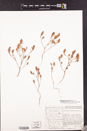 Polygonum polygaloides subsp. confertiflorum image