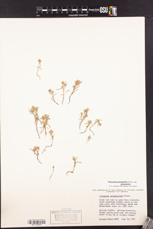 Polygonum polygaloides image