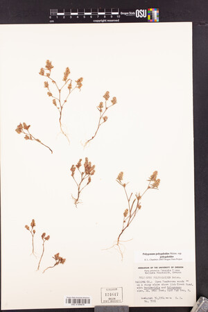Polygonum polygaloides subsp. polygaloides image