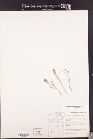 Polygonum polygaloides subsp. polygaloides image