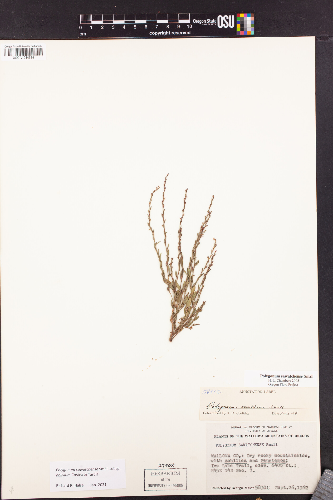 Polygonum sawatchense subsp. oblivium image