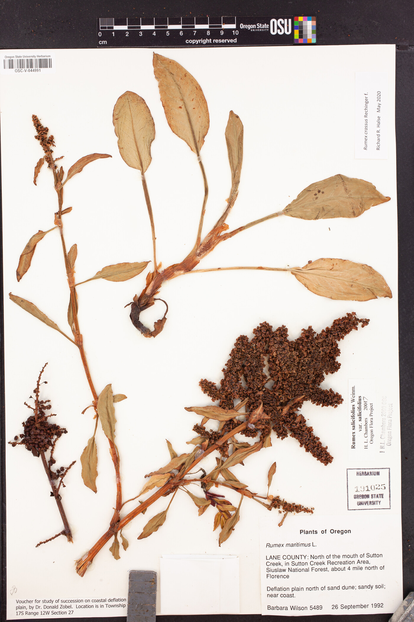 Rumex crassus image