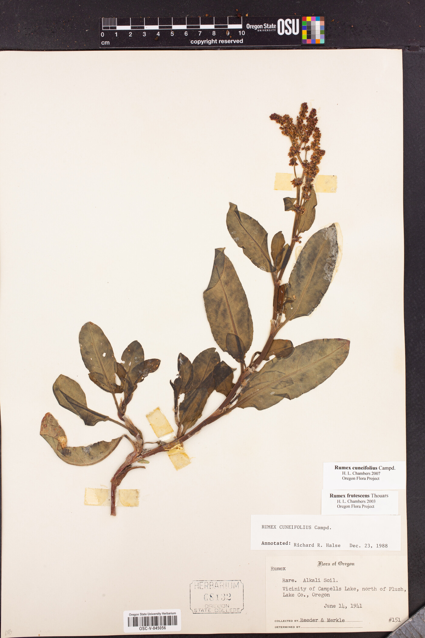 Rumex cuneifolius image