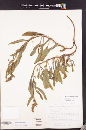 Rumex lacustris image