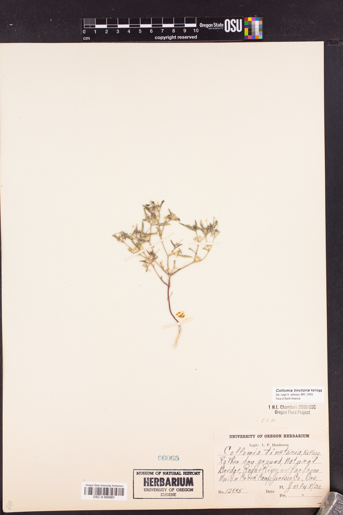 Collomia tinctoria image