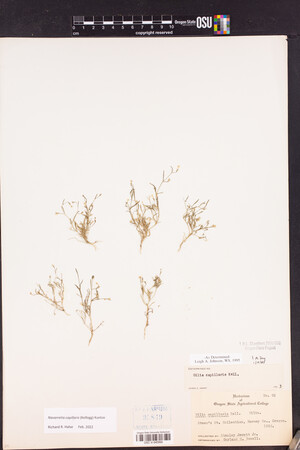 Navarretia capillaris image
