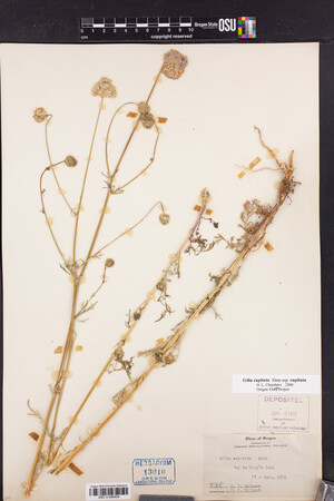 Gilia capitata subsp. capitata image
