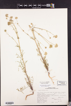 Gilia capitata subsp. capitata image