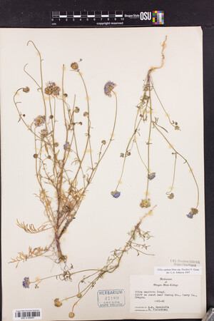Gilia capitata subsp. pacifica image
