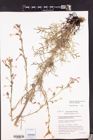 Ipomopsis aggregata subsp. aggregata image