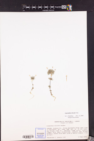 Leptosiphon bicolor image