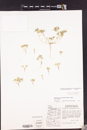 Navarretia leucocephala subsp. leucocephala image