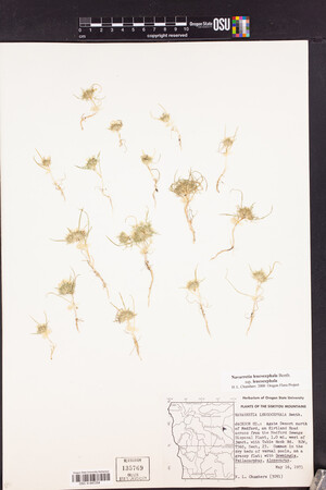 Navarretia leucocephala subsp. leucocephala image