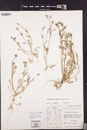 Polemonium micranthum image