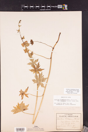 Aconitum columbianum subsp. viviparum image