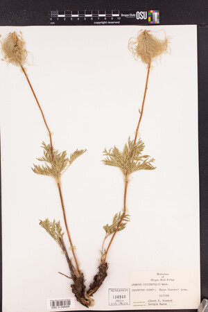 Anemone occidentalis image