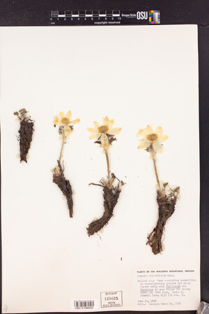 Anemone occidentalis image