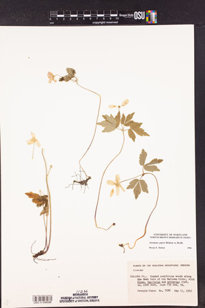 Anemone piperi image