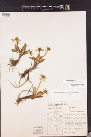 Caltha leptosepala image