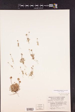 Ranunculus testiculatus image