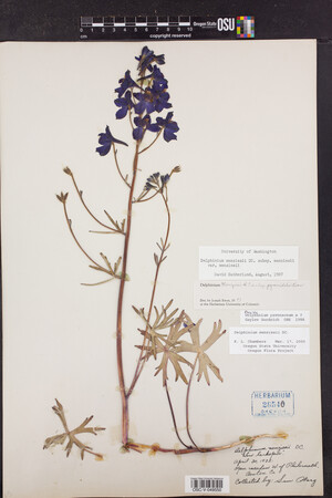 Delphinium menziesii image