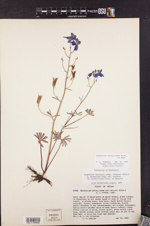 Delphinium nuttallianum image