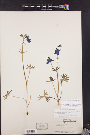 Delphinium nuttallianum image