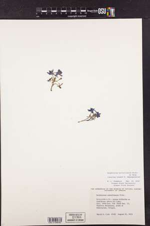 Delphinium nuttallianum image