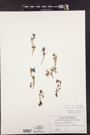 Delphinium nuttallianum image