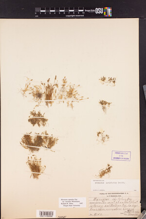 Myosurus apetalus var. borealis image