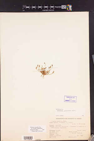 Myosurus apetalus var. borealis image