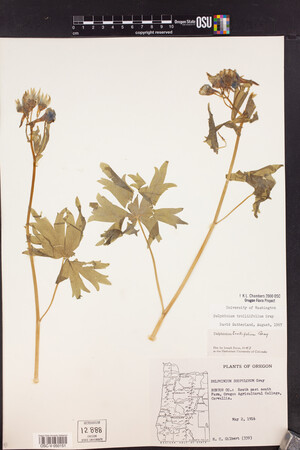 Delphinium trolliifolium image