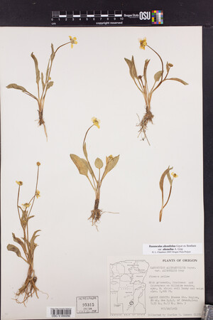 Ranunculus alismifolius var. alismellus image