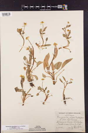 Ranunculus alismifolius image