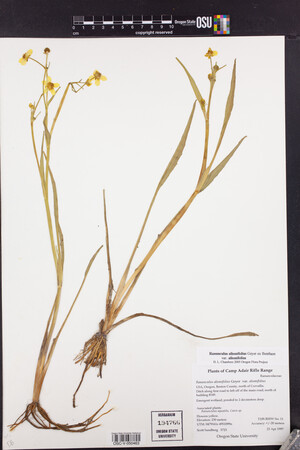 Ranunculus alismifolius var. alismifolius image