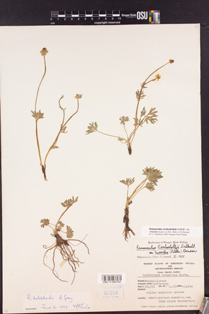 Image of Ranunculus grayi