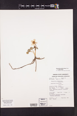 Ranunculus glaberrimus var. glaberrimus image