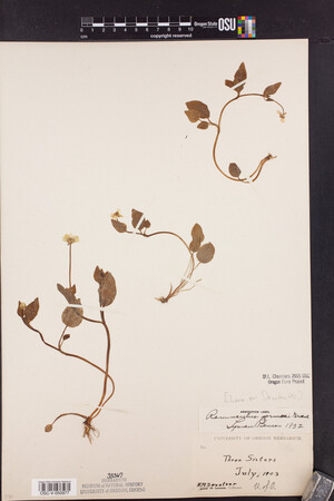 Ranunculus gormanii image