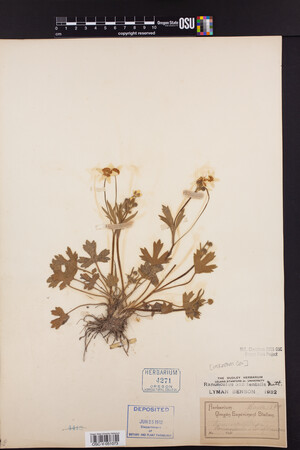 Ranunculus occidentalis image