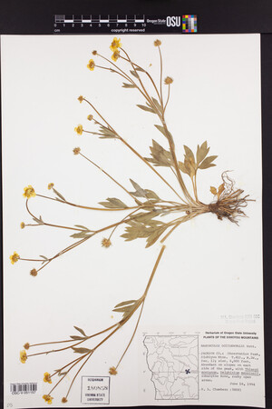 Ranunculus occidentalis var. howellii image