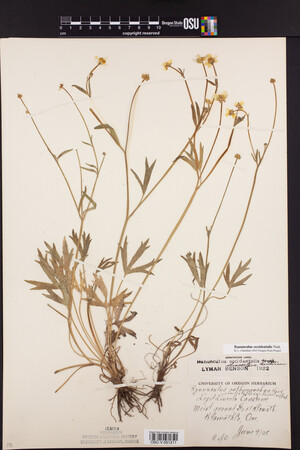 Ranunculus occidentalis var. dissectus image