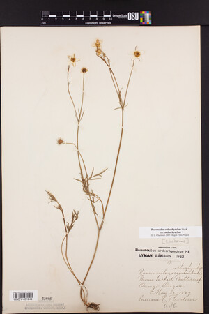 Ranunculus orthorhynchus var. orthorhynchus image