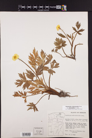 Ranunculus orthorhynchus var. platyphyllus image