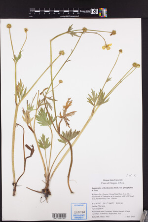 Ranunculus orthorhynchus var. platyphyllus image